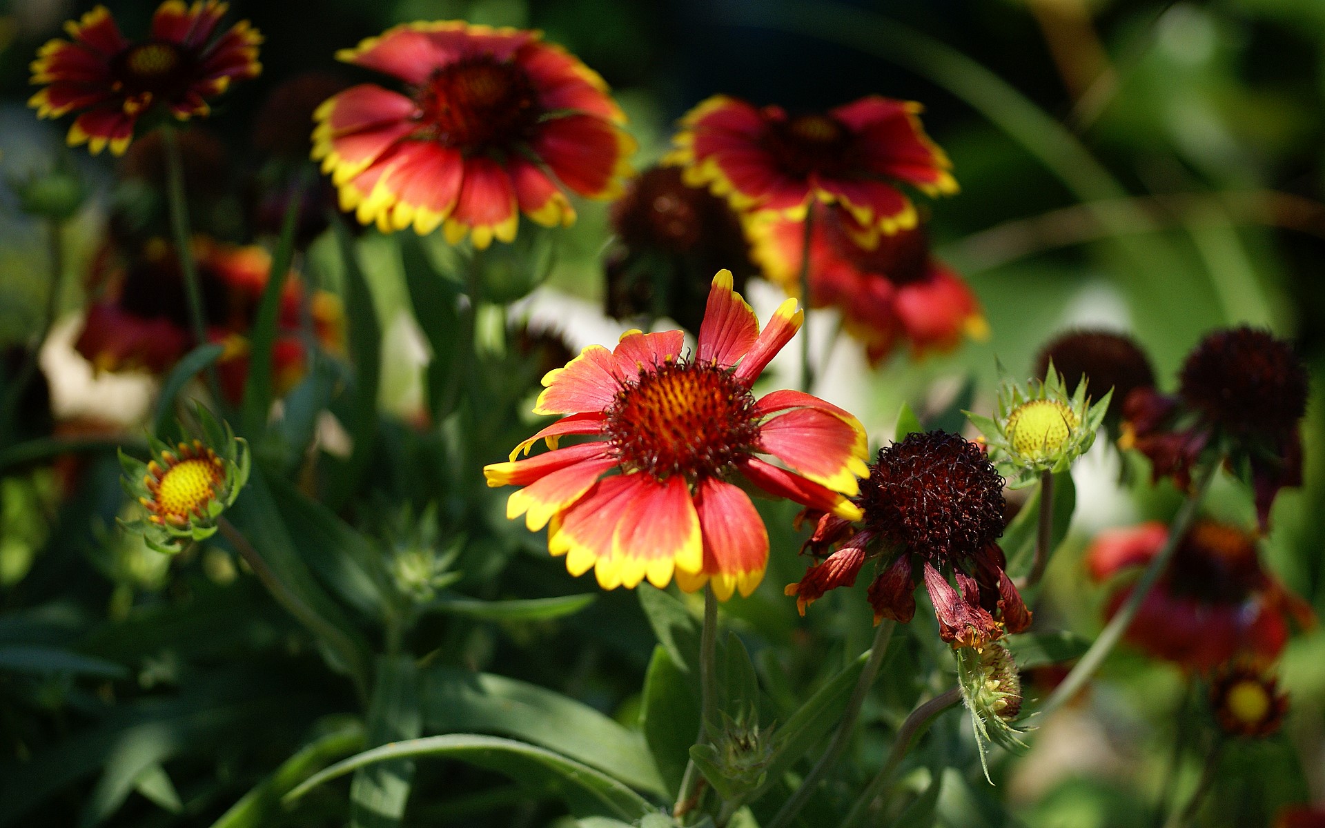 Blanket Flower8564111323